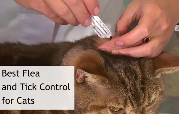 Best Flea and Tick Control for Cats