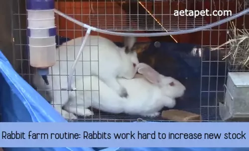 Rabbit farm routine