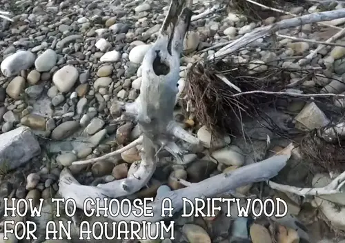 How to choose a driftwood for an aquarium