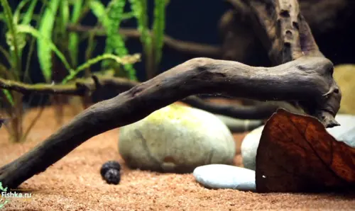 How to fix the floating snags at the bottom of the aquarium
