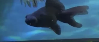 Black fish for aquarium