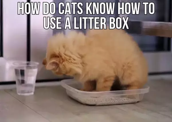 Cats know how to use the litter box