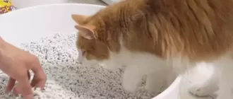 How do cats know how to use a litter box