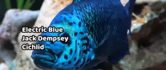 Electric Blue Jack Dempsey Cichlid