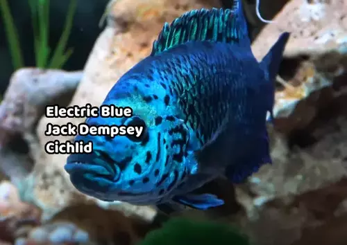 Electric Blue Jack Dempsey Cichlid