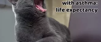 What is the Life Expectancy of Cats With Asthma