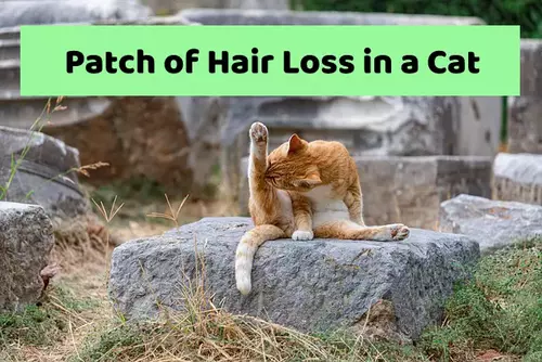 Patch of Hair Loss in a Cat