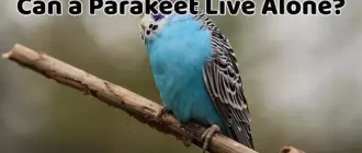 Can a Parakeet Live Alone?
