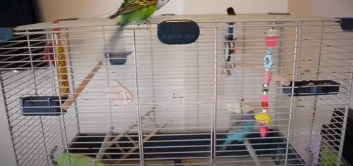 Flight Cages for Parakeets