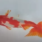 Wakin Goldfish