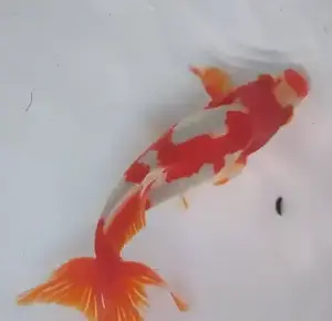 Wakin Goldfish