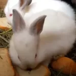 Rabbit Has Gotten Old