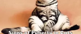 Puberty in Cats