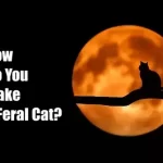 How Do You Make a Feral Cat?