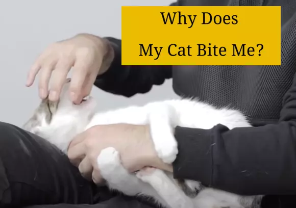 Why Does My Cat Bite Me?