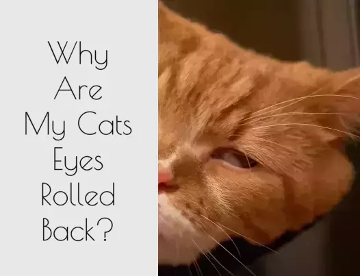 Why Are My Cats Eyes Rolled Back?