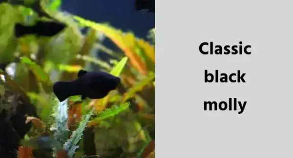 classic black molly
