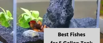 The Best Fishes for 5 Gallon Fresh Water Tank