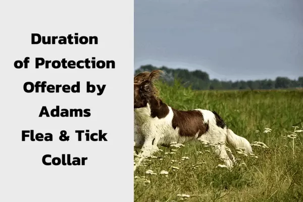 Duration of Protection Offered by Adams Flea & Tick Collar