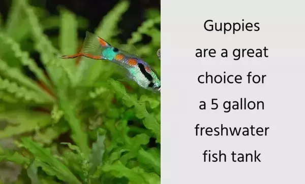 Guppies are a great choice for a 5 gallon freshwater fish tank