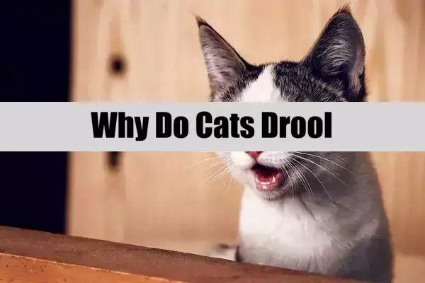 Why Do Cats Drool
