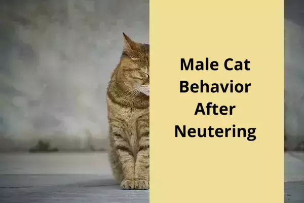 Male Cat Behavior After Neutering