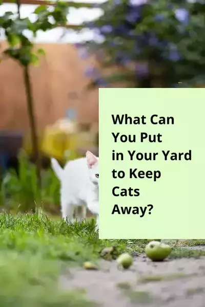 What Can You Put in Your Yard to Keep Cats Away?