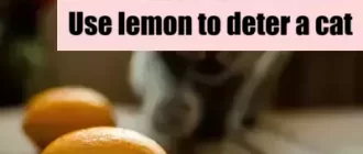 cat runs away from a lemon