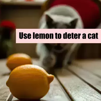 cat runs away from a lemon