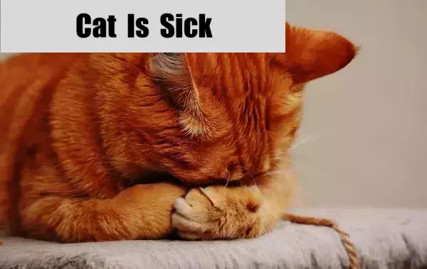 Cat Is Sick