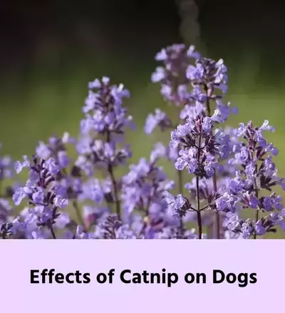 What Are the Effects of Catnip on Dogs