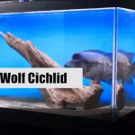 Wolf Cichlid