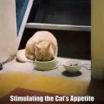 Stimulating the Cat's Appetite