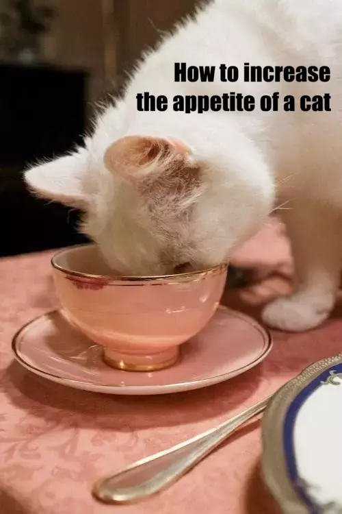 Best Methods of Stimulating the Cat's Appetite