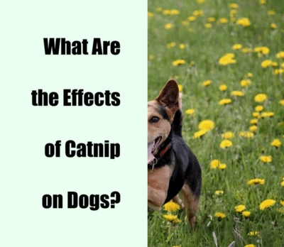 What Are the Effects of Catnip on Dogs?