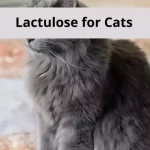 Lactulose for Cats
