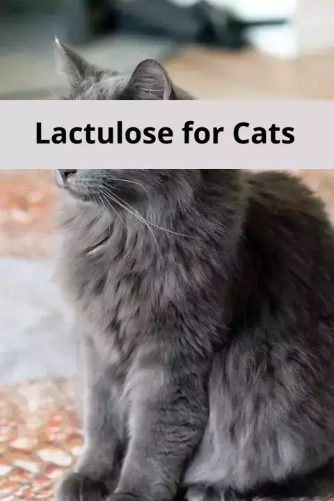 Lactulose for Cats