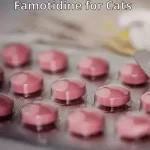 Famotidine for Cats