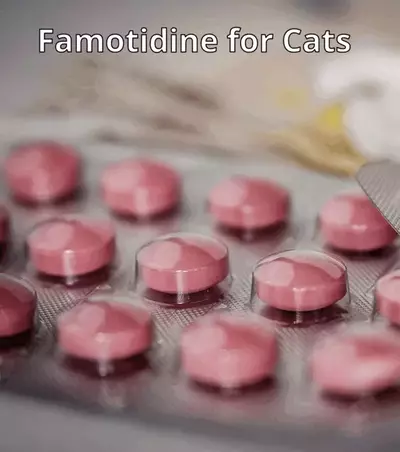 Famotidine for Cats