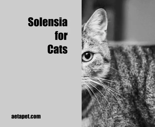 Solensia for Cats
