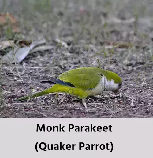 Monk Parakeet! Also known as the Quaker Parrot