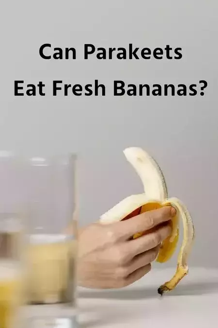Can Parakeets eat Fresh Bananas?
