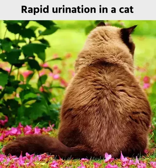 Rapid urination in a cat