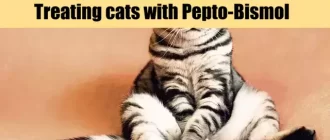 Treating cats with Pepto-Bismol