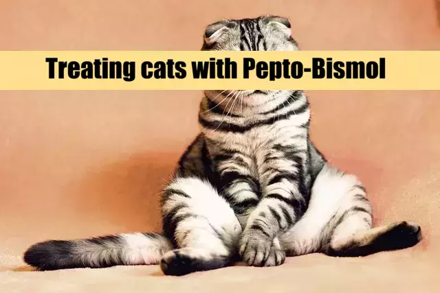 Treating cats with Pepto-Bismol