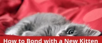 How to Bond with a New Kitten