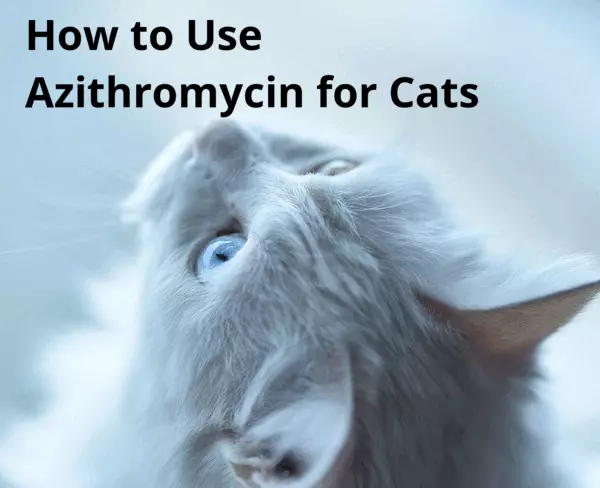 How to Use Azithromycin for Cats