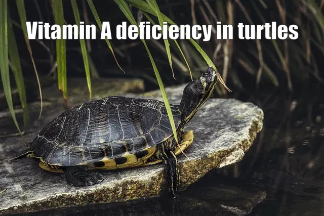 Vitamin A deficiency in turtles