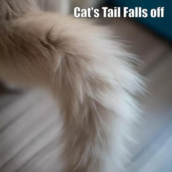 Cat's Tail Falls off