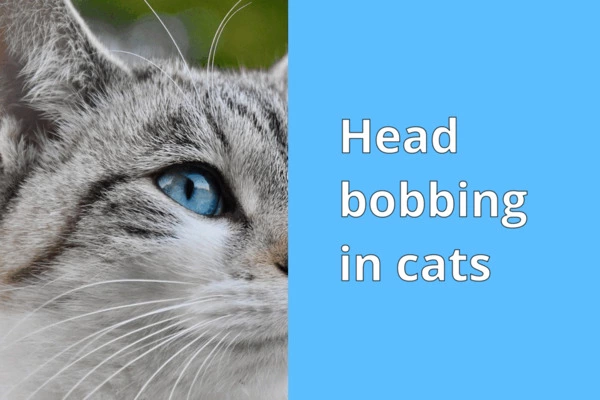 head bobbing in cats